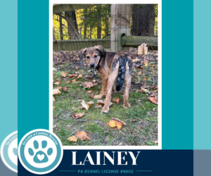 Labrador Retriever-Unknown Mix Dogs for adoption in Kimberton, PA, USA