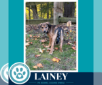Lainey ( L Crew) 102426 - Female Labrador Retriever-Unknown Mix Dog for Adoption - Small photo