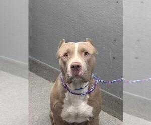 Mutt Dogs for adoption in Las Vegas, NV, USA