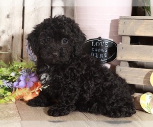 Poodle (Miniature) Puppy for sale in MOUNT VERNON, OH, USA