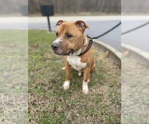 Mutt Dogs for adoption in Low Moor, VA, USA