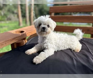 Maltese Puppy for sale in LITHIA, FL, USA