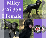 Small Labrador Retriever Mix