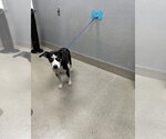 Small Siberian Husky Mix