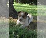 Small Photo #12 Australian Cattle Dog Puppy For Sale in NEW YORK MILLS, MN, USA