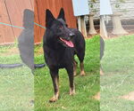 Small #2 German Shepherd Dog Mix