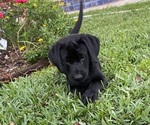 Small Photo #2 Labrador Retriever Puppy For Sale in SEFFNER, FL, USA