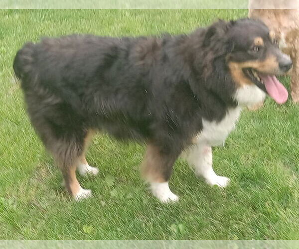 Medium Photo #3 Australian Shepherd Puppy For Sale in Fort Wayne, IN, USA