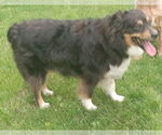 Small #2 Australian Shepherd