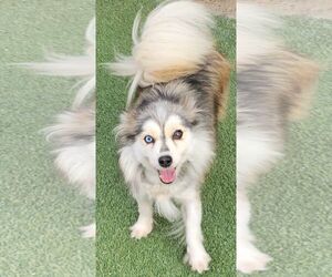 Australian Shepherd-Pomeranian Mix Dogs for adoption in Carrollton, TX, USA