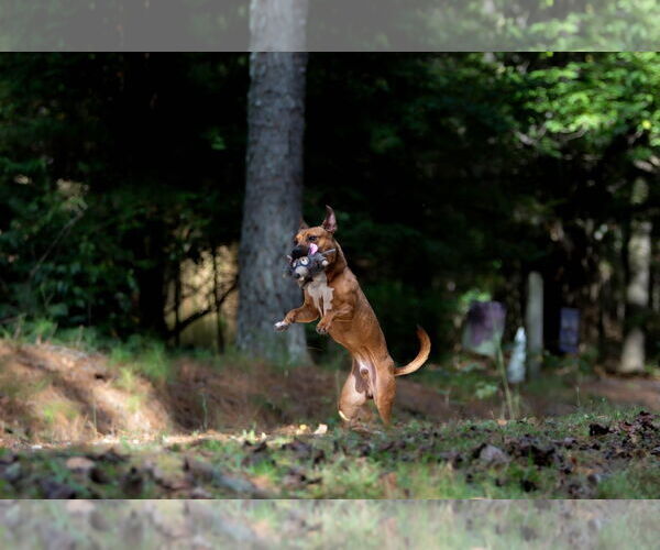 Medium Photo #6 Mutt Puppy For Sale in Rockaway, NJ, USA