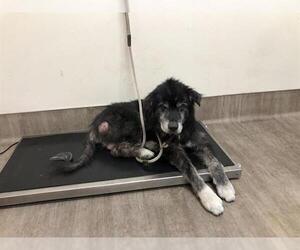 Borador Dogs for adoption in Pasadena, CA, USA