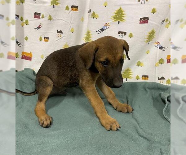Medium Photo #1 Shepradors Puppy For Sale in Modesto, CA, USA