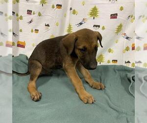 Shepradors Dogs for adoption in Modesto, CA, USA