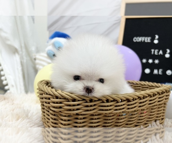 Medium Photo #8 Pomeranian Puppy For Sale in CHICAGO, IL, USA