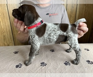 German Shorthaired Pointer Puppy for sale in LEWELLEN, NE, USA