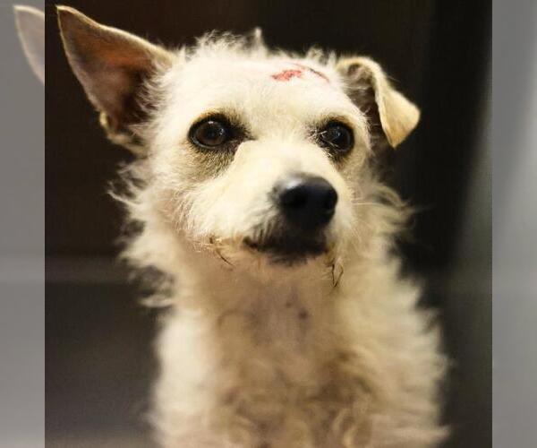 Medium Photo #2 Mutt Puppy For Sale in San Antonio, TX, USA