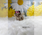 Small Photo #5 Pomeranian Puppy For Sale in RIPLEY, MS, USA