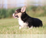 Small Photo #10 Pembroke Welsh Corgi Puppy For Sale in FORT MADISON, IA, USA