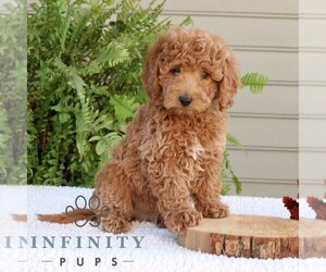 Goldendoodle (Miniature) Puppy for sale in NARVON, PA, USA