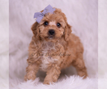 Puppy Finn Poodle (Toy)