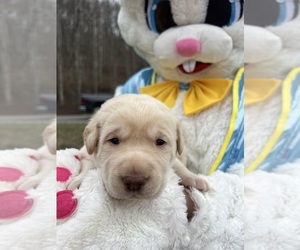 Labrador Retriever Puppy for Sale in NEOLA, West Virginia USA