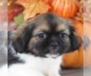 Shih Tzu Dog for Adoption in RED LION, Pennsylvania USA