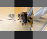 Small #4 German Shepherd Dog