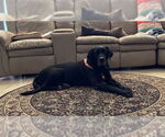 Small Labrador Retriever