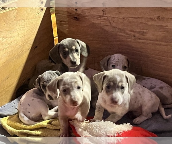 Medium Photo #37 Dachshund Puppy For Sale in LAKEBAY, WA, USA