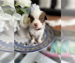 Puppy Puppy 2 Miniature Australian Shepherd