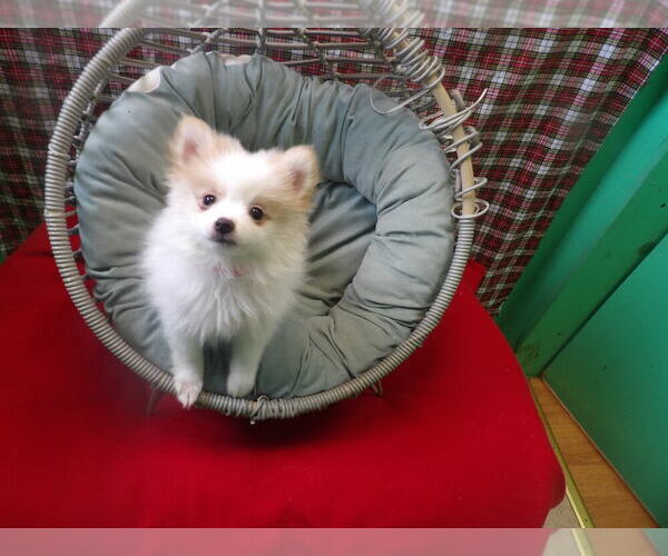 Medium Photo #2 Pomeranian Puppy For Sale in PATERSON, NJ, USA