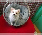 Small #1 Pomeranian