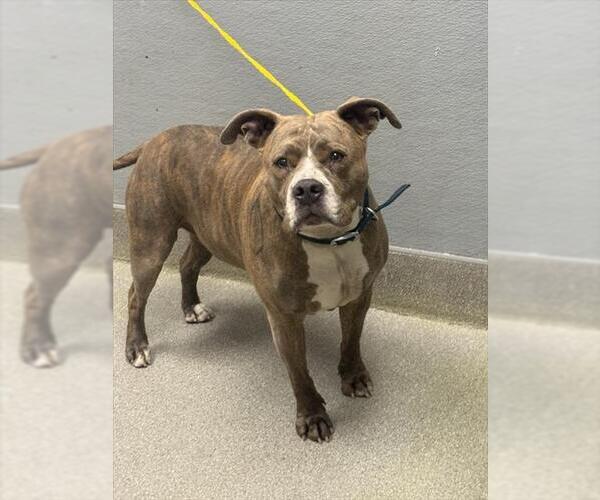 Medium Photo #1 Mutt Puppy For Sale in Las Vegas, NV, USA