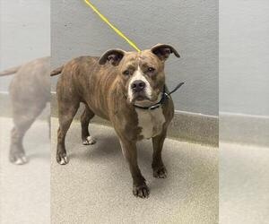 Mutt Dogs for adoption in Las Vegas, NV, USA