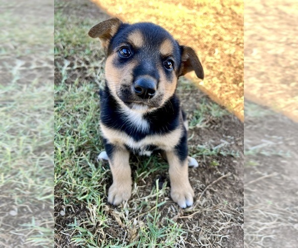 Medium Photo #8 Australian Cattle Dog Puppy For Sale in RAMONA, CA, USA