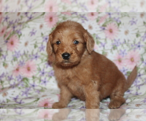 Goldendoodle (Miniature) Puppy for sale in BLMGTN, IN, USA