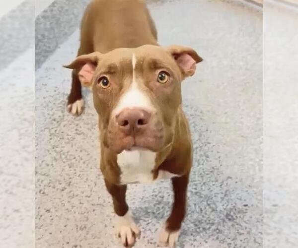 Medium Photo #2 Mutt Puppy For Sale in Houston, TX, USA