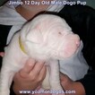 Small Photo #46 Dogo Argentino Puppy For Sale in JANE, MO, USA