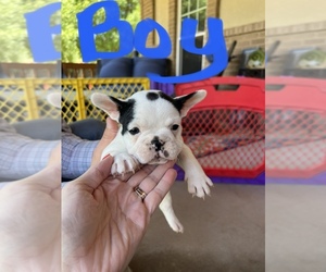 French Bulldog Puppy for sale in MEMPHIS, TX, USA