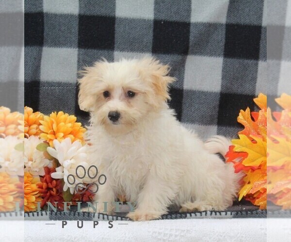 Medium Photo #2 Maltipoo Puppy For Sale in RISING SUN, MD, USA