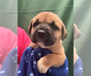 Labrador Retriever-Unknown Mix Dogs for adoption in The Woodlands, TX, USA