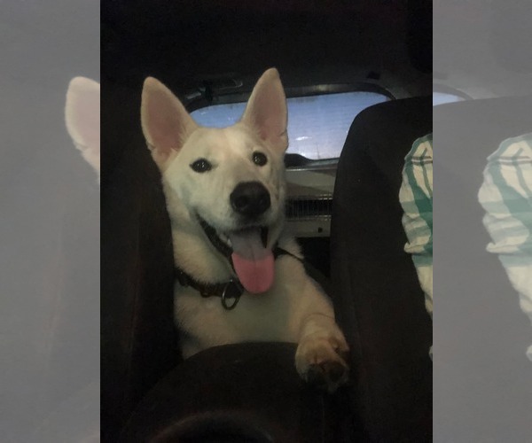 Medium Photo #4 Siberian Husky-Unknown Mix Puppy For Sale in Escondido, CA, USA