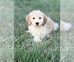 Small Photo #3 Goldendoodle (Miniature) Puppy For Sale in BEECH GROVE, IN, USA