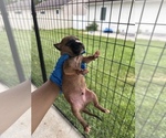 Small #2 American Pit Bull Terrier