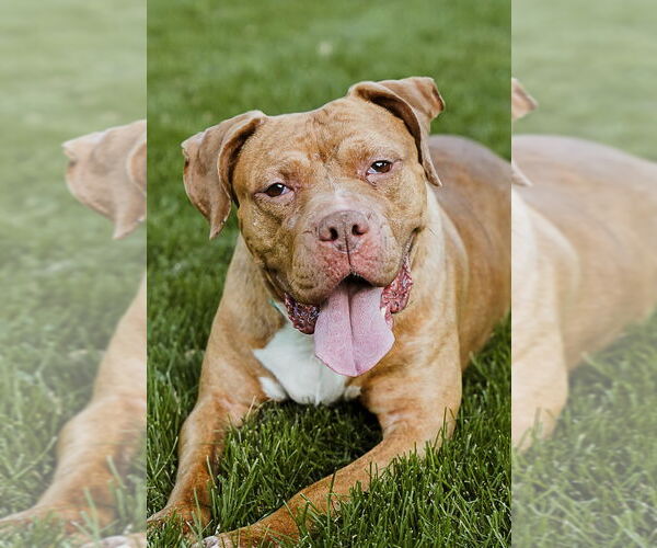 Medium Photo #3 American Pit Bull Terrier-Labrador Retriever Mix Puppy For Sale in Princeton, MN, USA