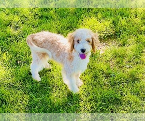 Bernedoodle (Miniature) Puppy for sale in BLUE SPRINGS, MO, USA