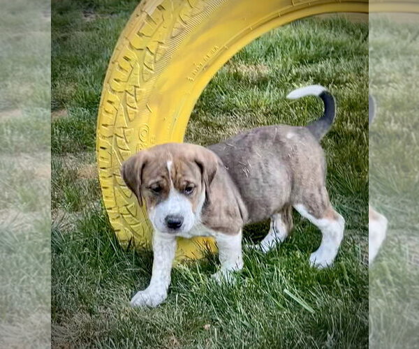 Medium Photo #1 Mutt Puppy For Sale in Mooresville, NC, USA