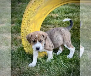 Mutt Dogs for adoption in Mooresville, NC, USA