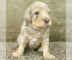 Small Photo #2 Bernedoodle Puppy For Sale in ROY, UT, USA